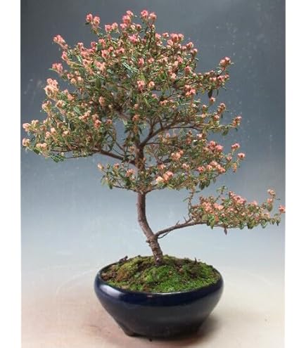 Amazon.co.jp: 盆栽 花芽付！皐月（サツキ）（日の丸）(4523) 【現品